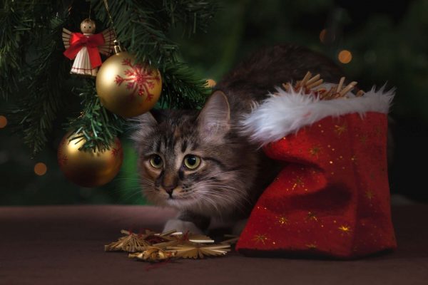 Weihnachten Silvester mit Katze