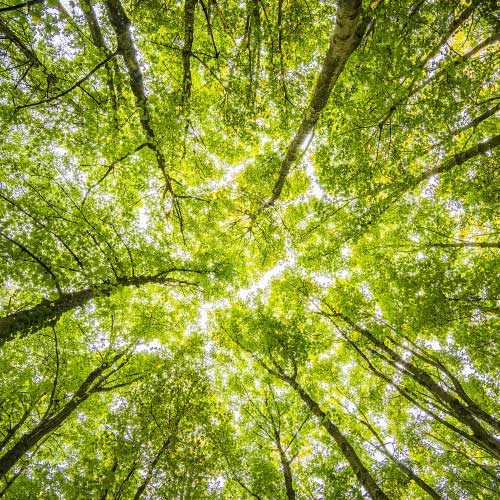 Wald mit grünen Bäumen zeigt nachhaltigen Umgang mit Ressourcen