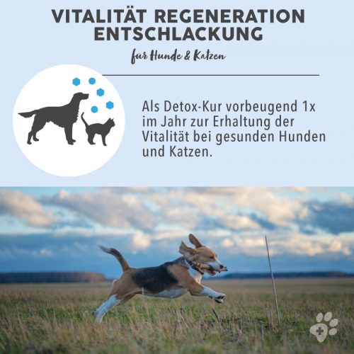 Blütenmischung nach Dr. Bach VITALITÄT REGENERATION ENTSCHLACKUNG 7 Bachblüten Vorteile