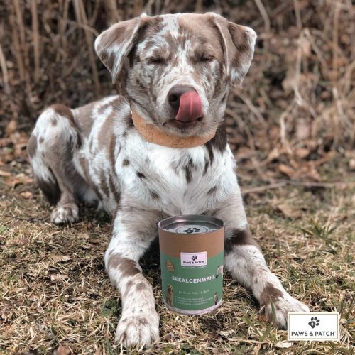 Paws & Patch Seealgenmehl I Hintergrund Hund 1L