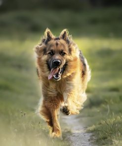 GELENK GEFÄHRTE FORTE für Hunde Adult & Senior 8 Paws Patch Gelenk Gefaehrte 120g S I 9000169 I Hintergrund