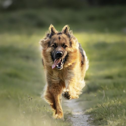 GELENK GEFÄHRTE FORTE für Hunde Adult & Senior I Granulat 8 Paws Patch Gelenk Gefaehrte 120g S I 9000169 I Hintergrund