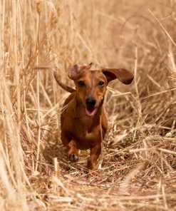 Paws Patch Gelenk Gefaehrte FORTE 120g S I 9000184 I Hintergrund