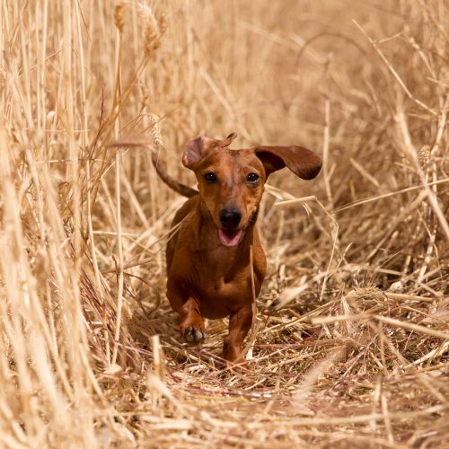 GELENK GEFÄHRTE für Hunde Junior & Adult I Granulat 8 Paws Patch Gelenk Gefaehrte FORTE 120g S I 9000184 I Hintergrund