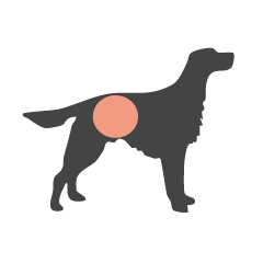 hunde darm verdauung