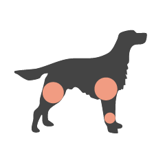 hunde gelenke sehnen baender